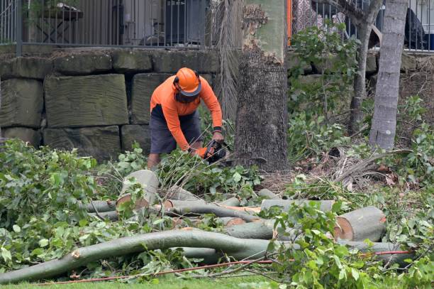 How Our Tree Care Process Works  in  Mohave Valley, AZ